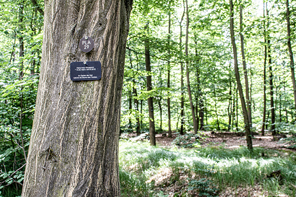 Blick in einene Bestattungswald im Sommer, ein Baum im Vordergrund trägt eine Namensplakette, die den dort beigesetzten Verstorbenen bezeichnet