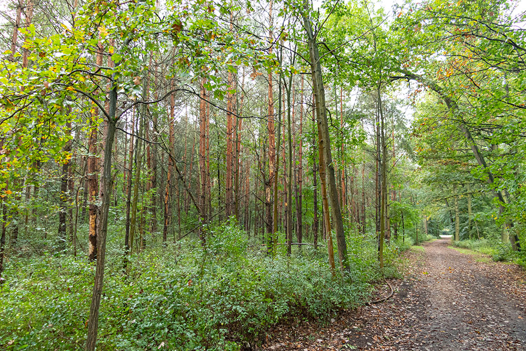 Mag sein, dass dies nicht der idyllischste Waldabschnitt der Dölauer Heide ist, doch er erfüllt einen wichtigen Zweck. Hier stehen überwiegend gesunde Bäume, der Bewuchs ist dicht und zeigt, dass die Waldpflege an dieser Stelle funktioniert hat. Die Bäume binden Kohlenstoff, geben Sauerstoff ab und erfüllen damit ihre primäre Funktion.